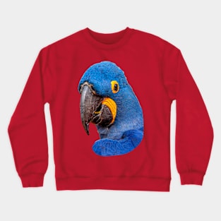 Hyacinth Macaw Crewneck Sweatshirt